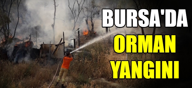 Bursa'da ormanlık alanda yangın