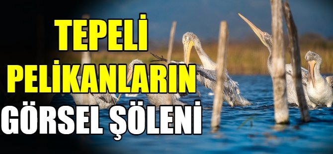 Tepeli pelikanlardan görsel şölen