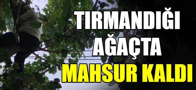 Tırmandığı ağaçta mahsur kaldı