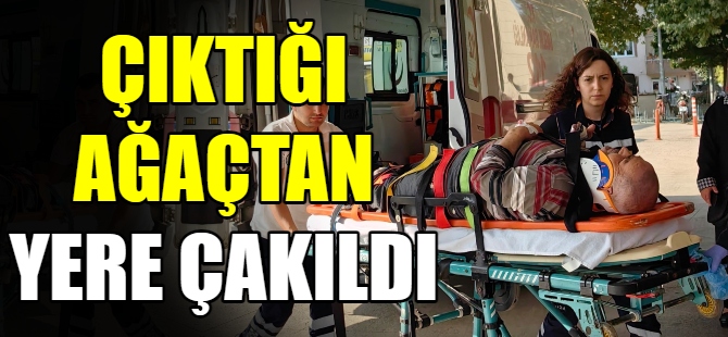 Yaşlı adam ağaçtan düştü