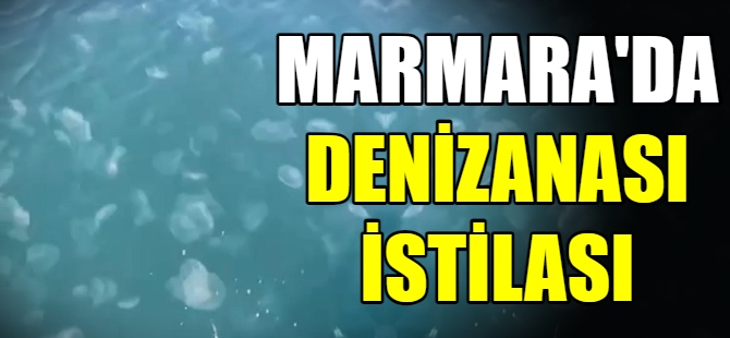 Marmara’da denizanası istilası