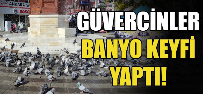 Güvercinler banyo keyfi yaptı