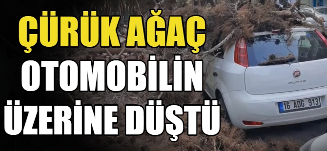 Çürük ağaç otomobilin üzerine devrildi