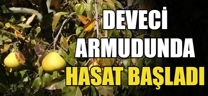 Deveci armudunda hasat zamanı