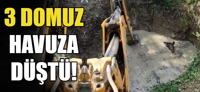 Sulama havuzuna 3 domuz düştü