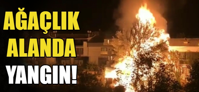 Ağaçlık alanda yangın çıktı