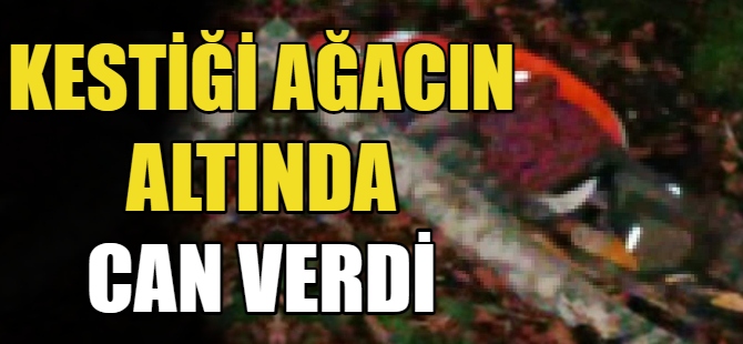 Kestiği ağacın altında can verdi