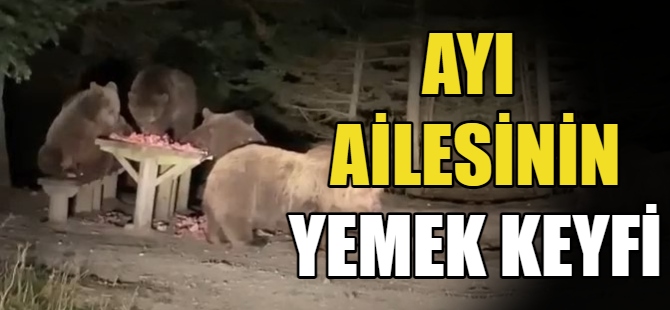 Bursa’da ayı ailesinin yemek keyfi