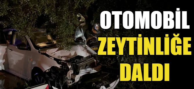 Otomobil zeytinliğe daldı