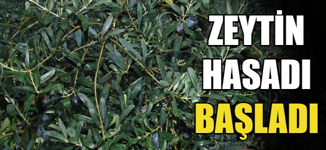 Zeytin hasadı başladı