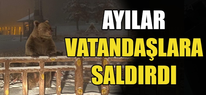 Ayılar, vatandaşlara saldırdı