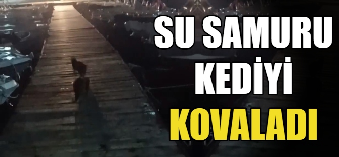 Su samuru kediyi kovaladı