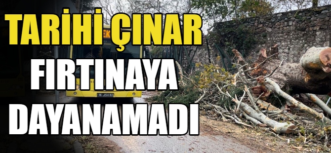 Tarihi çınar fırtınaya dayanamadı