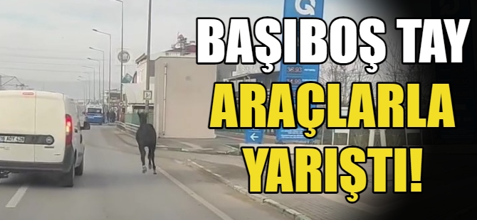 Başıboş tay araçlarla yarıştı