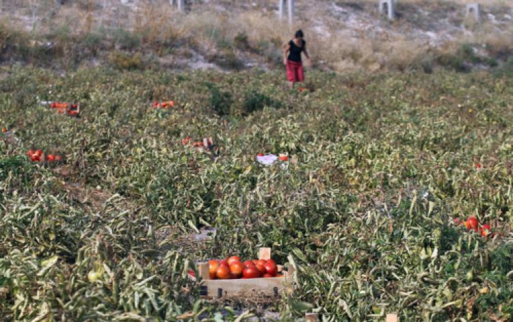 Haziran yağmurları Ayaş domatesinin verimini yüzde 30 düşürdü