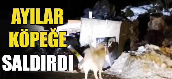 Ayılar köpeğe saldırdı