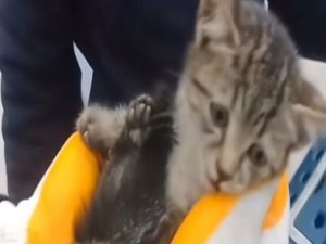 Bursa'da kedi kurtarma seferberliği