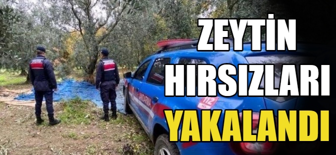 Zeytin hırsızları yakalandı