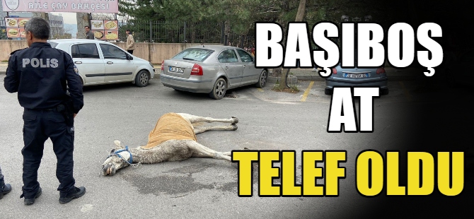 Başıboş at telef oldu