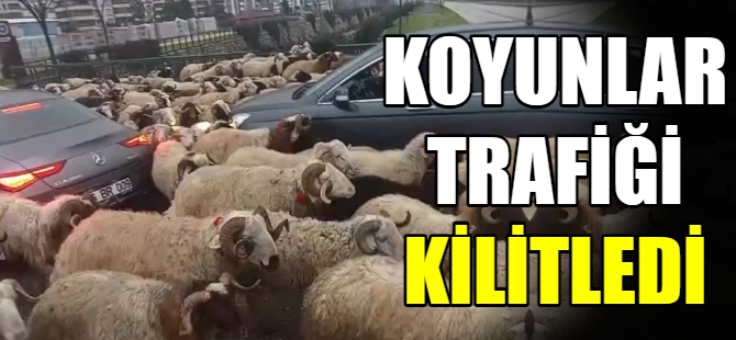 Koyun sürüsü trafiği kilitledi