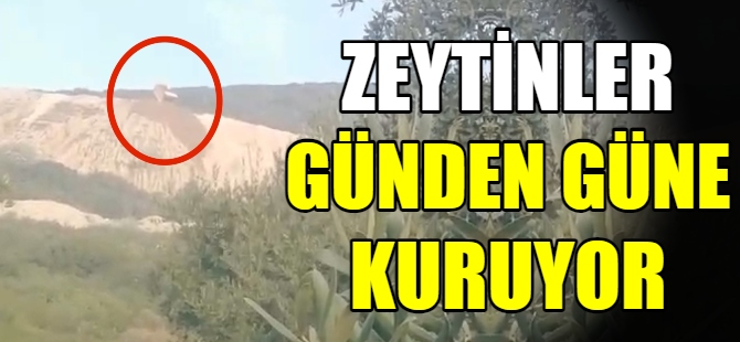 Atık mıcırlar zeytinliği kurutuyor