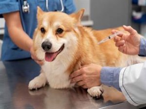 Evcil hayvanlara aşı şart