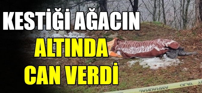 Kestiği ağacın altında can verdi