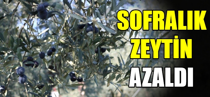 Bursa'da sofralık zeytin azaldı