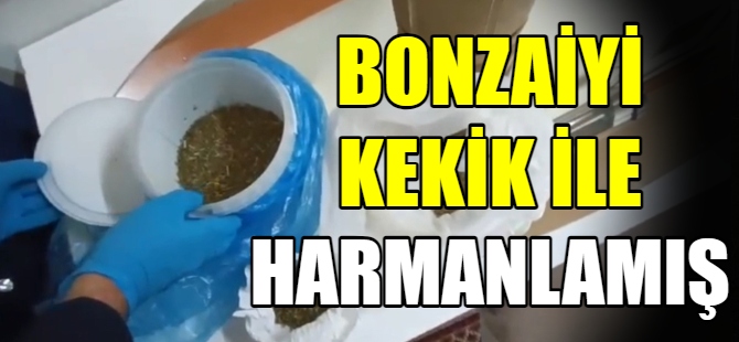 Kekikli bonzai polise takıldı