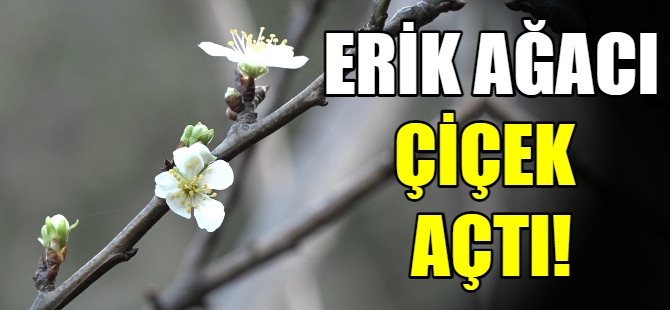 Erik ağacı çiçek açtı