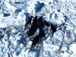 Katil balinalar buz kütlesine sıkıştı