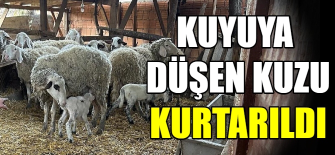 Kuyuya düşen kuzuyu kurtarıldı