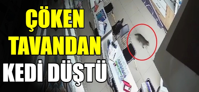 Kırılan tavandan aşağı kedi düştü