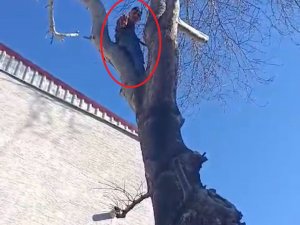 Çıktığı ağaçta polise el salladı