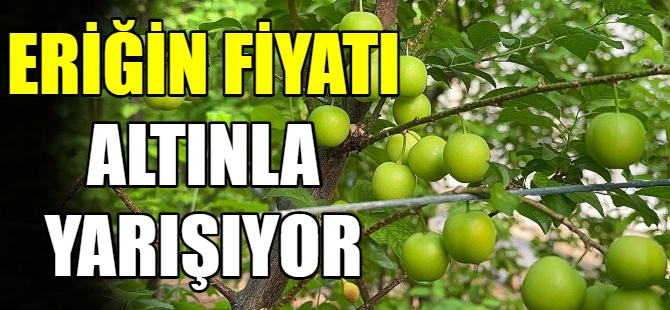 Eriğin ilk hasadı yapıldı