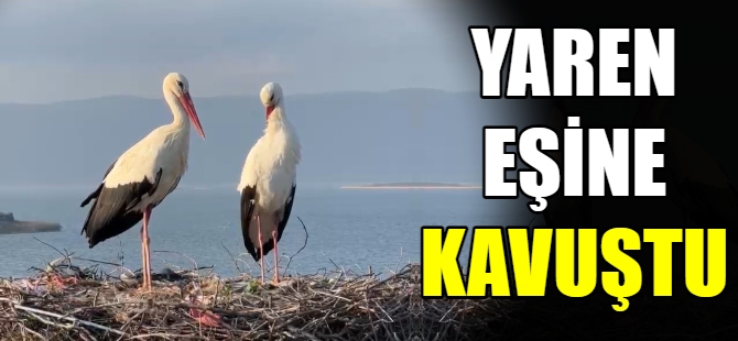 Yaren Leylek eşine kavuştu