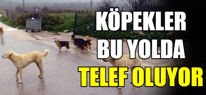 Köpekler ölüyor, insanlar korkuyor