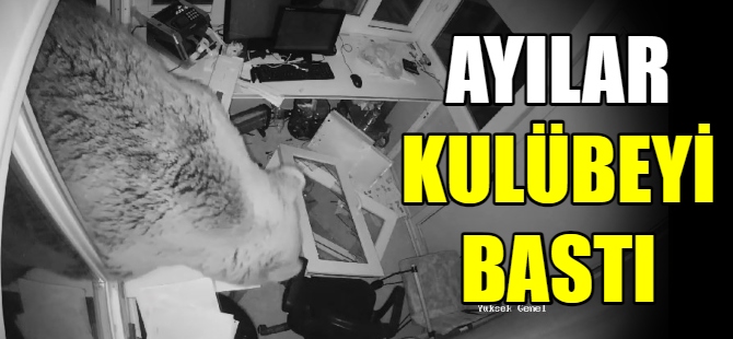 Ayılar güvenlik kulübesini bastı