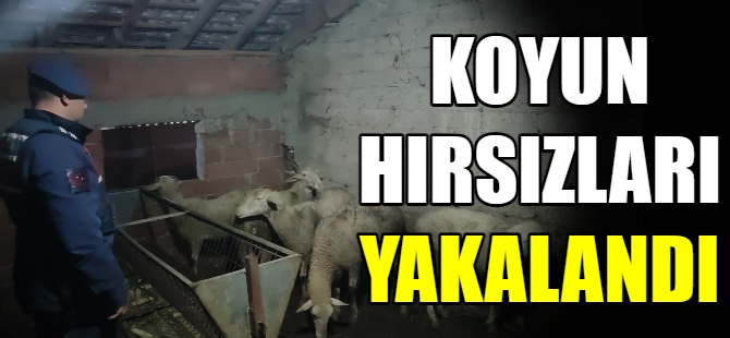 Koyun hırsızları yakalandı