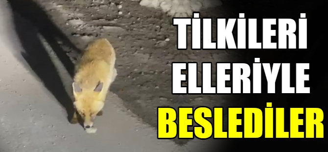 Tilkileri elleriyle beslediler