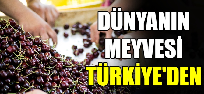 Dünyanın meyvesi Türkiye'den