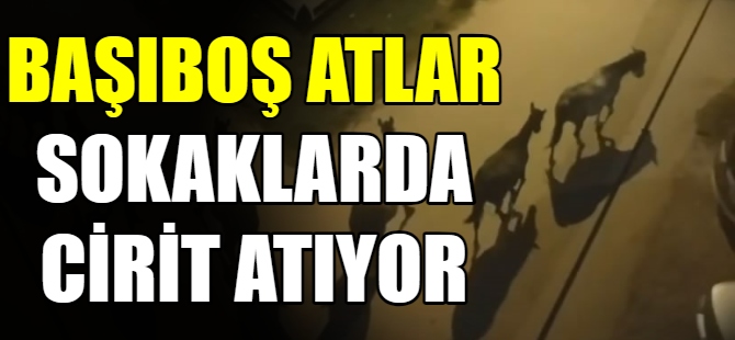 Başıboş atlar sokakta cirit attı