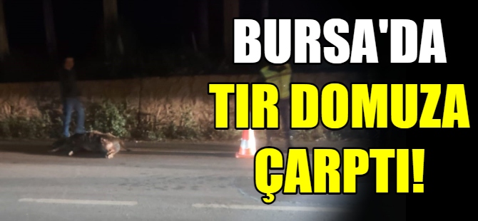 Bursa'da tır domuza çarptı