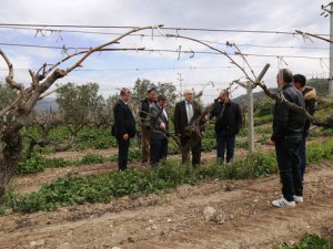 İznik'te yaşanan don zararı yerinde incelendi