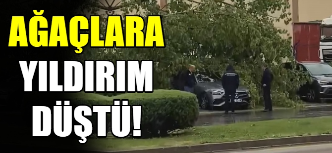 Ağaçlara yıldırım düştü