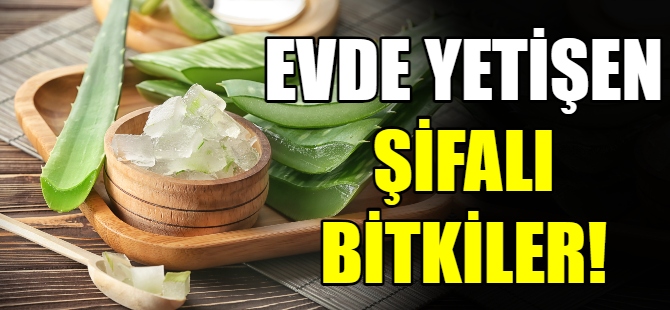 Evde yetişen şifalı bitkiler