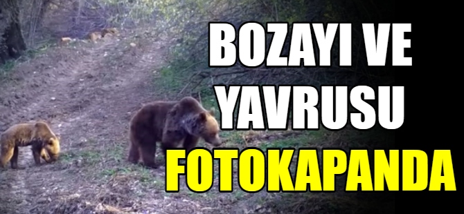 Bozayı ve yavrusu fotokapanda