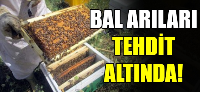 Bal arıları tehdit altında