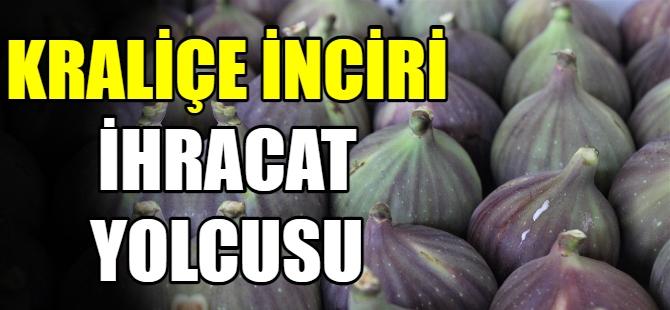 Kraliçe inciri ihracat yolcusu