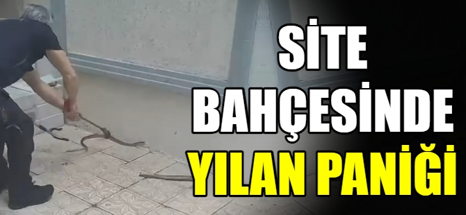 Site bahçesinde yılan paniği